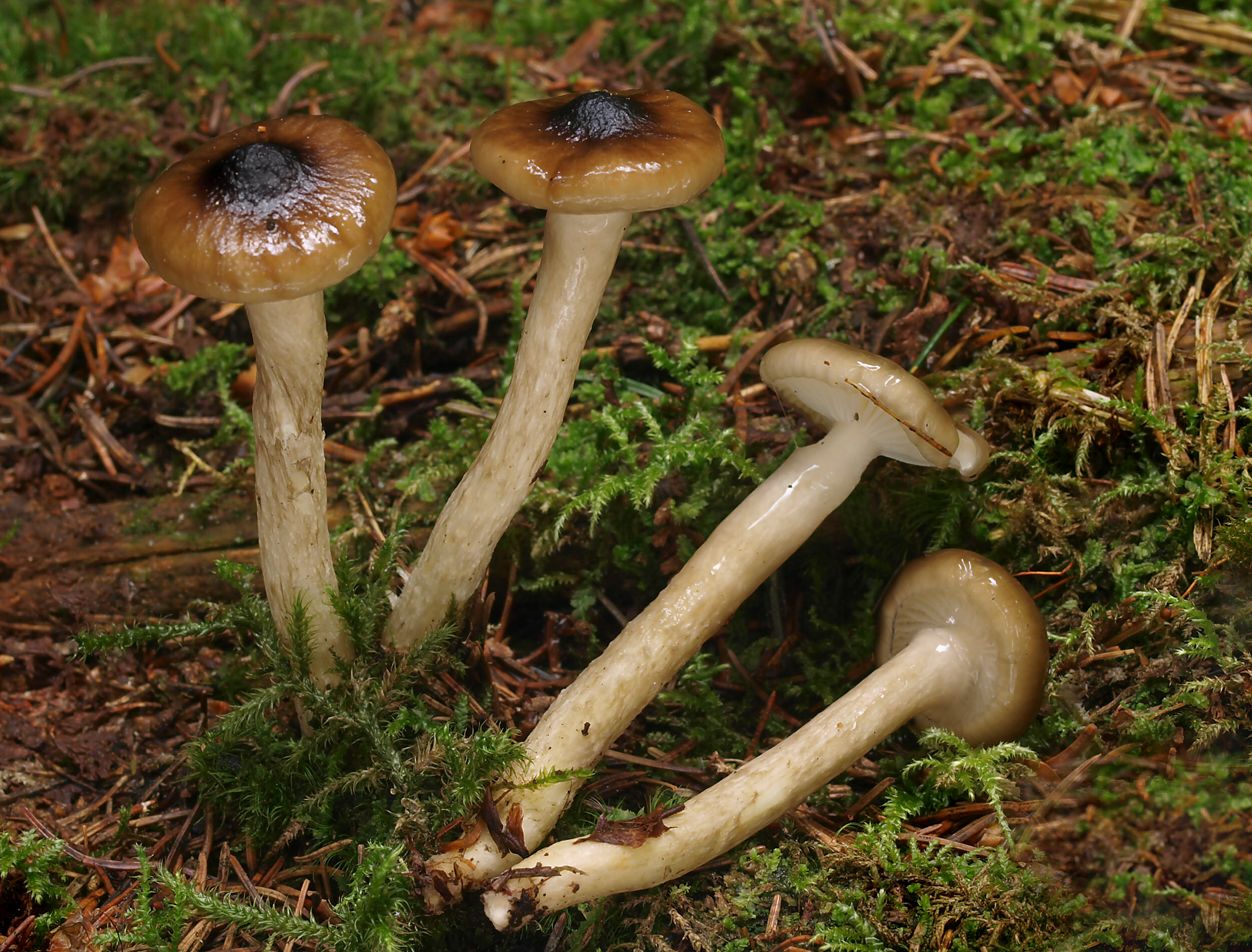 Pullu Odun Mantarı (Hyloporus peruvianus)