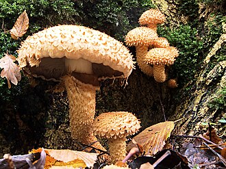 鳞伞 (Pholiota)