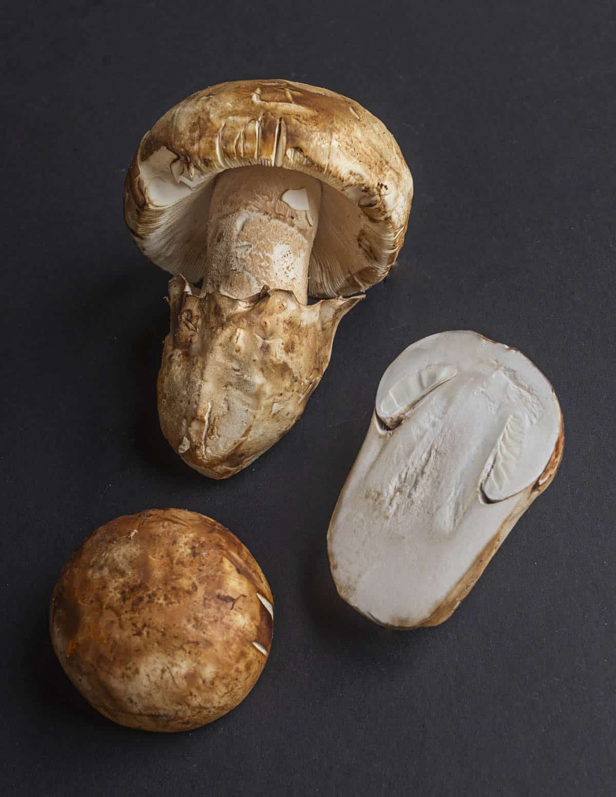 Ponderosa Mantarı (Agaricus ponderosus)