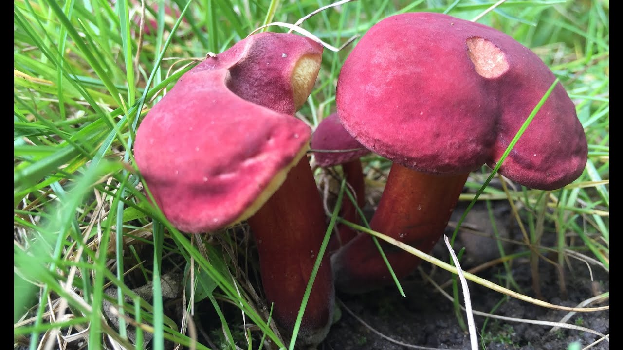 Hríb rubínový (Rubroboletus rubellus)