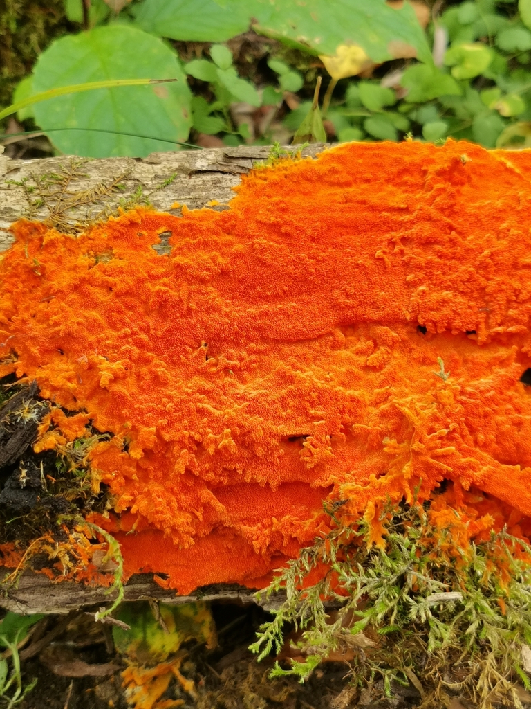 Yayılan Sarı Diş (Sarcodontia crocea)