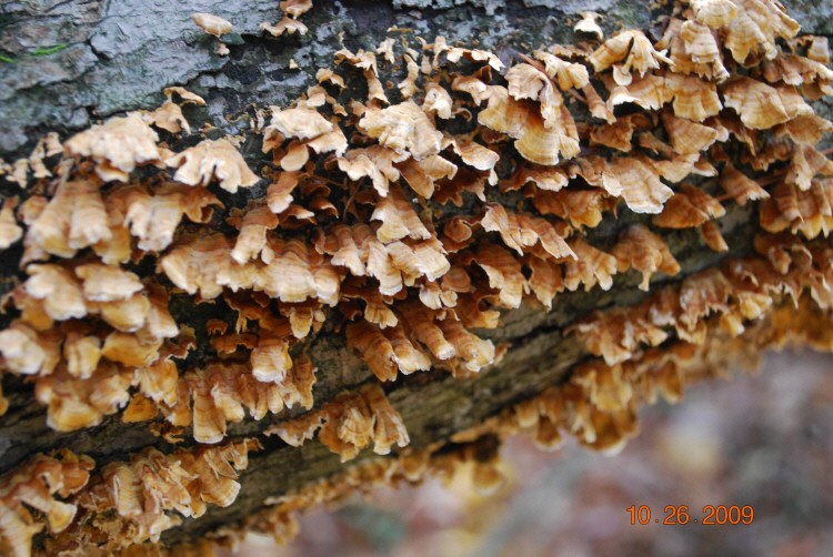 Dubovník hrboľatý (Polyporus tuberaster)