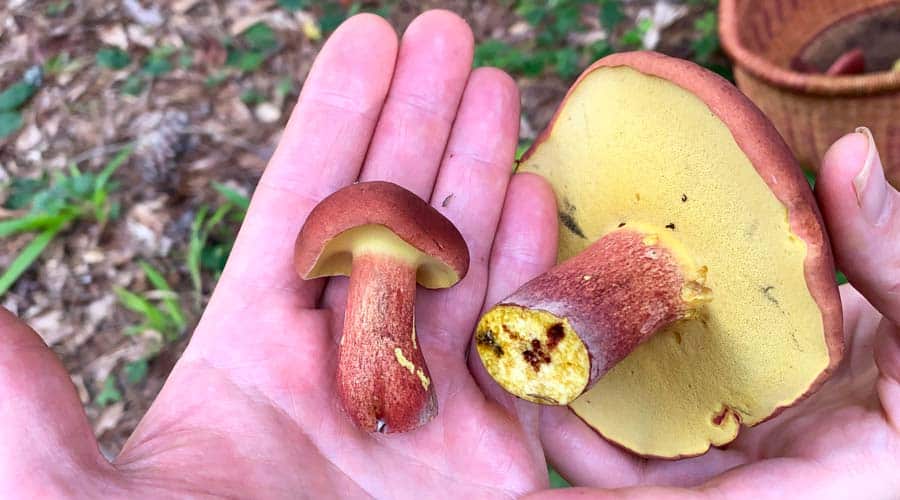 เห็ดสองสี (Baorangia bicolor)