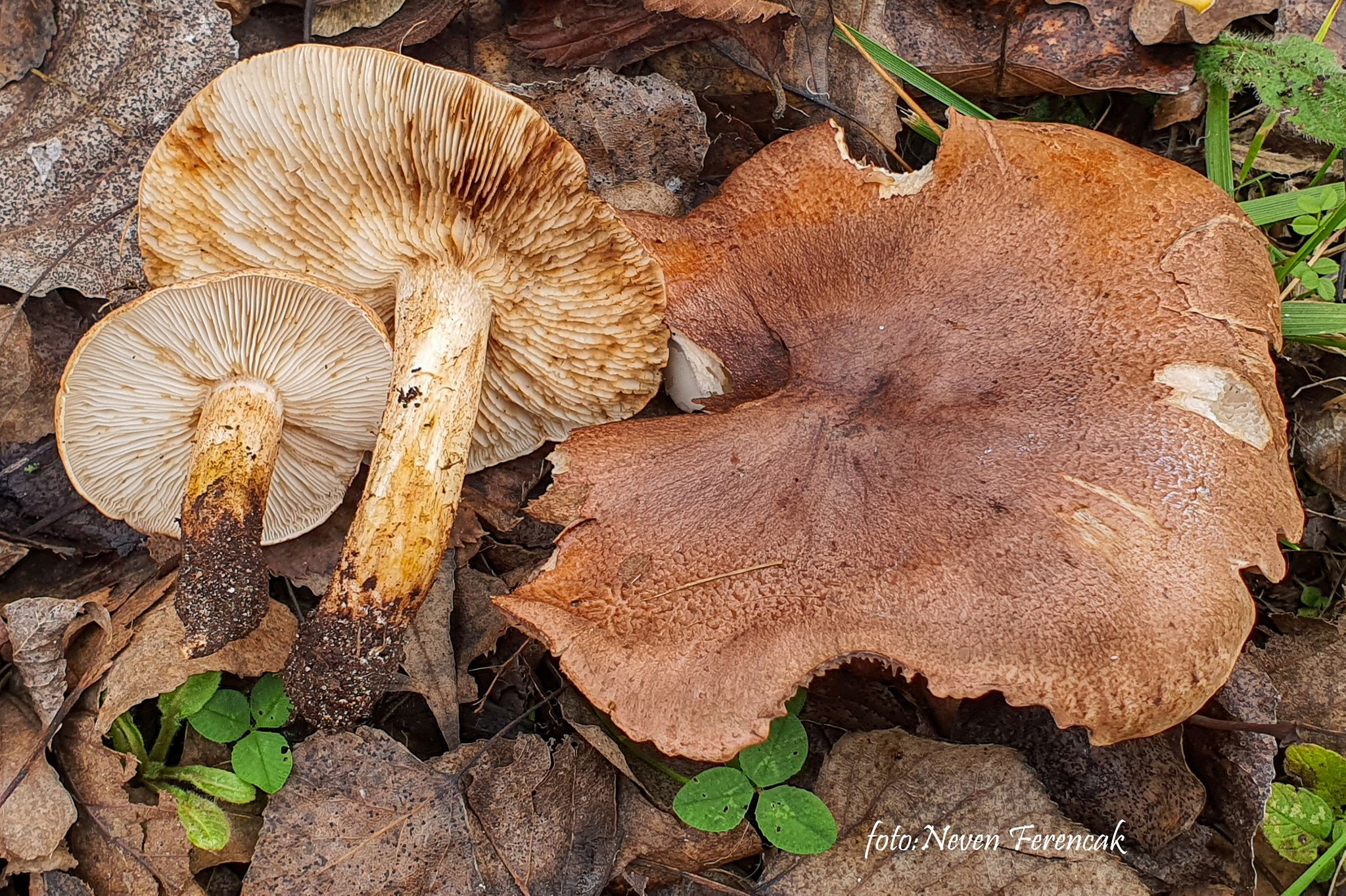 Çayır Mantarı (muhtemel) (Agrocybe pediades)
