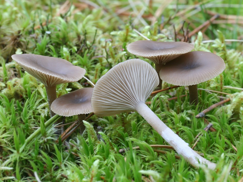 Küçük Huni (Clitocybe vibecina)