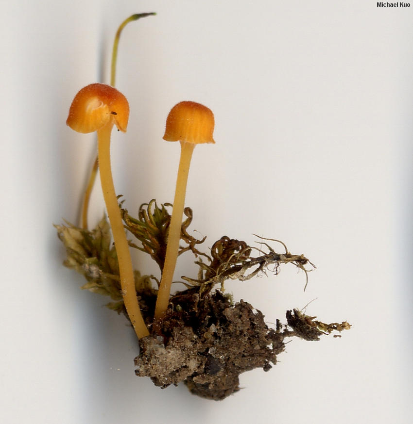 Oranžová machovka (Rickenella fibula)