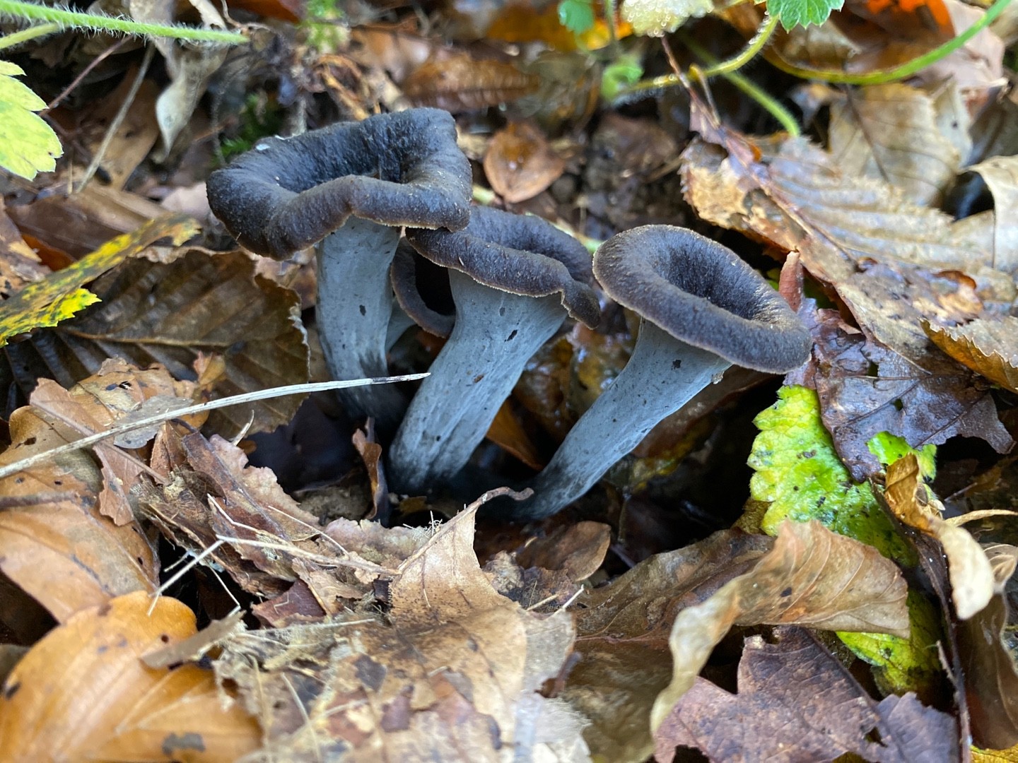 灰喇叭菌 (Cantharellus cinereus)