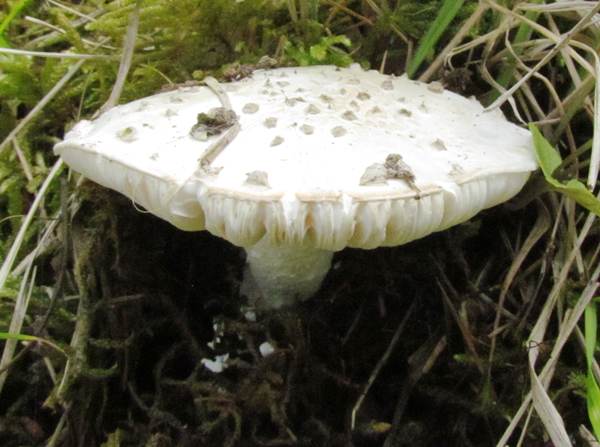 Çam Kozalağı Lepidella (Amanita strobiliformis)