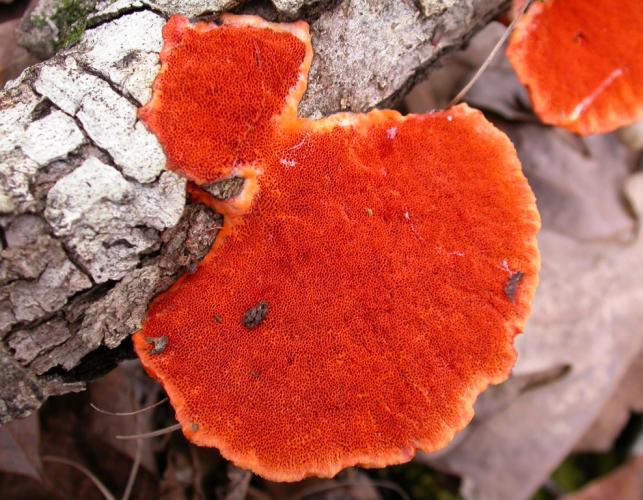 Cinnobersvamp (Pycnoporus cinnabarinus)