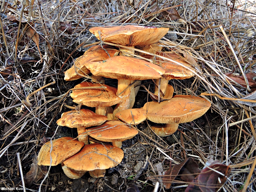Гімнопіл чудовий (Spectacular Rustgill) (Gymnopilus junonius)