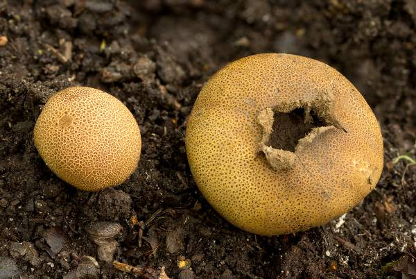 Leopard Earthball (Scleroderma pantherinum)