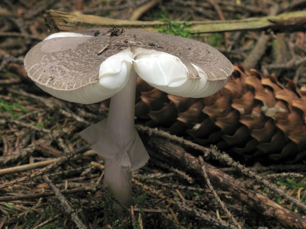 Мухомор порфіровий (сіро-плямистий) (Amanita porphyria)