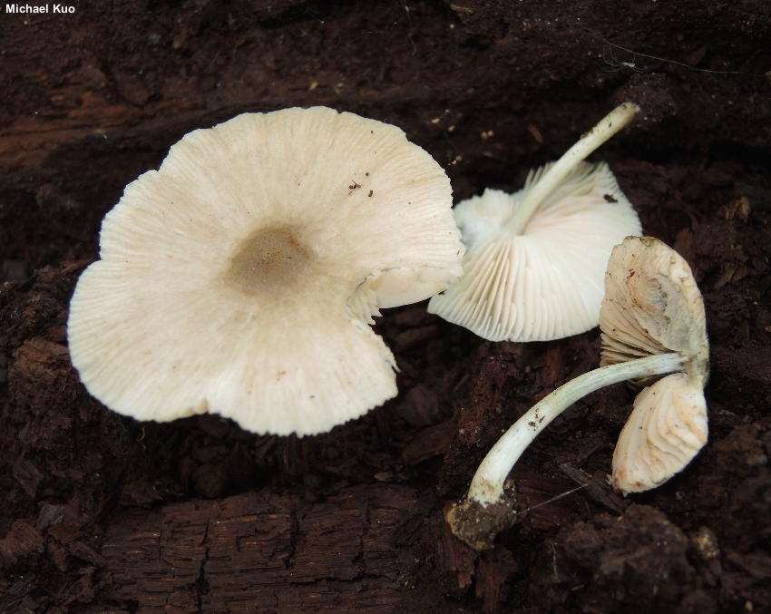 美国光柄菇 (Pluteus americanus)