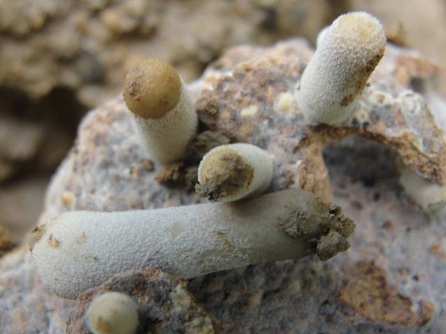 เห็ดโคน (Termitomyces heimii)