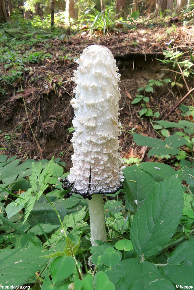 Porcelain Fungus (Oudemansiella mucida)