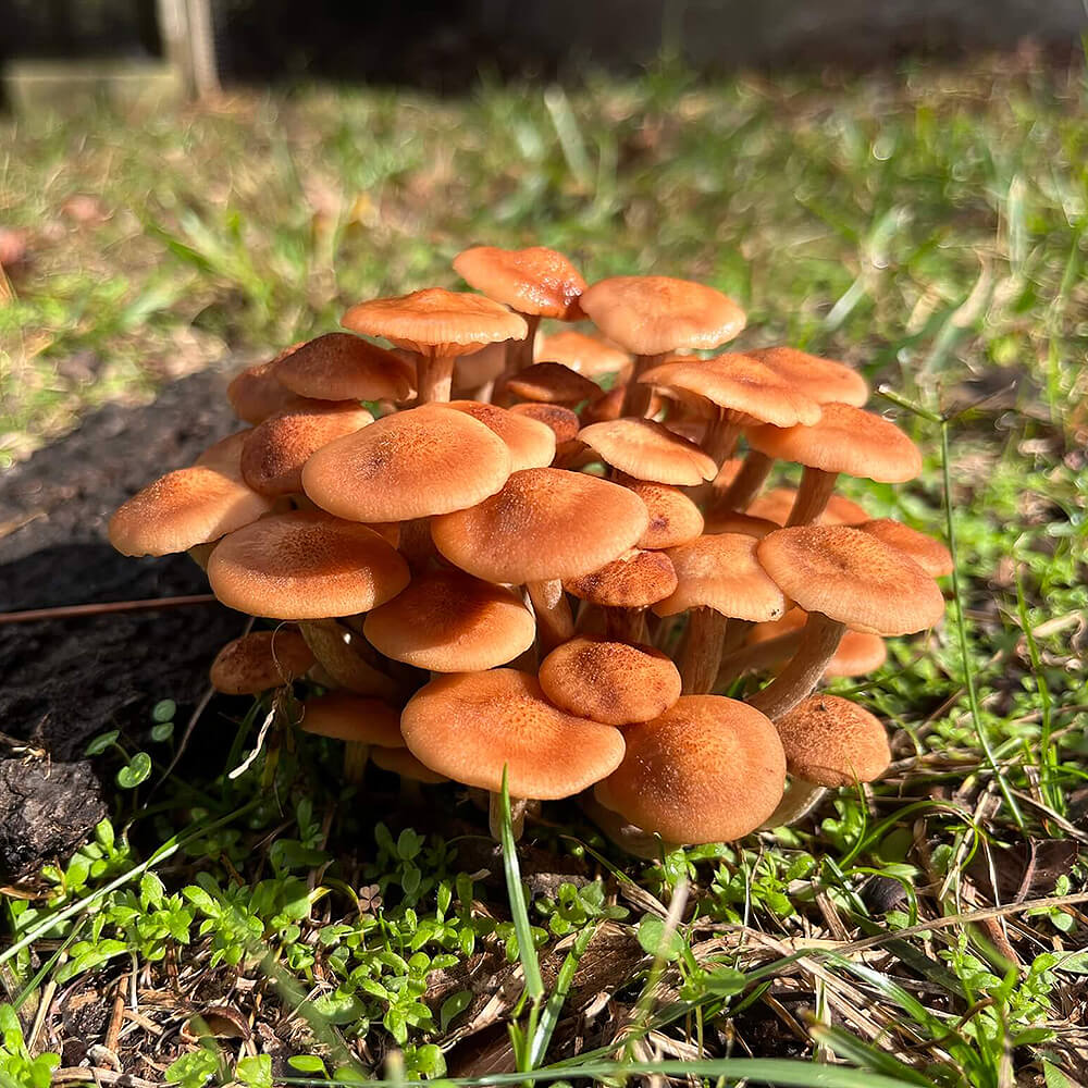 Безкільцева опенька (Ringless Honey Mushroom) (Desarmillaria caespitosa)