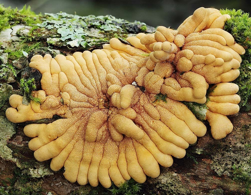 Rödrörsopp (Boletus rubroflammeus)