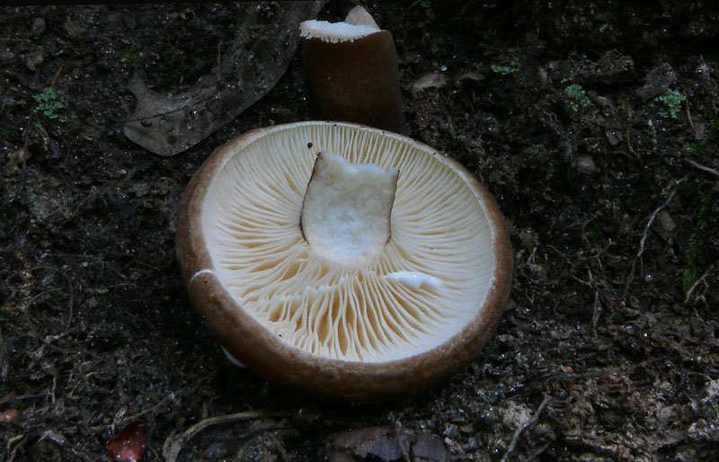 Gerard's Russula (Russula gerardii)