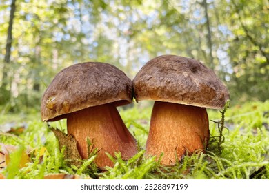 红盖牛肝菌 (Boletus rubrosanguineus)