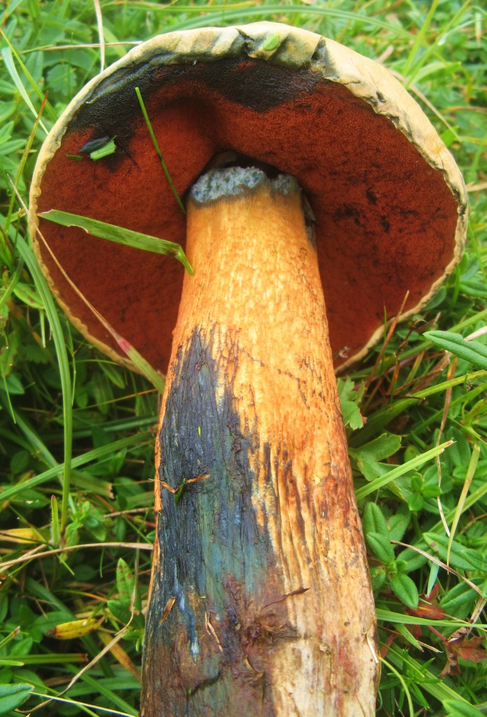 Krvavi vrganj (Scarletina Bolete) (Neoboletus erythropus)