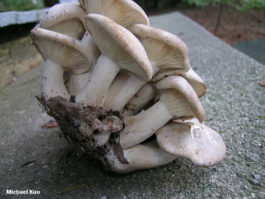 Lososová podpňovka (Lyophyllum decastes)