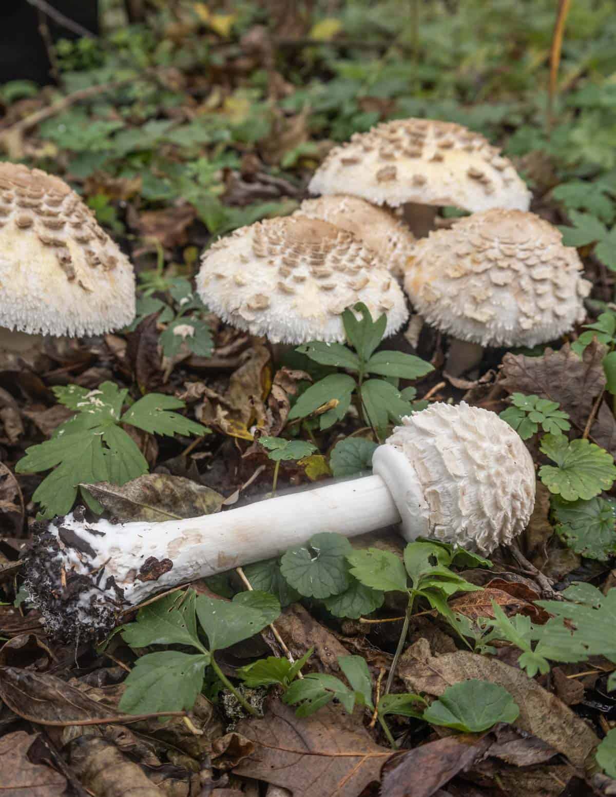 Stolt fjällskivling (Chlorophyllum rhacodes)
