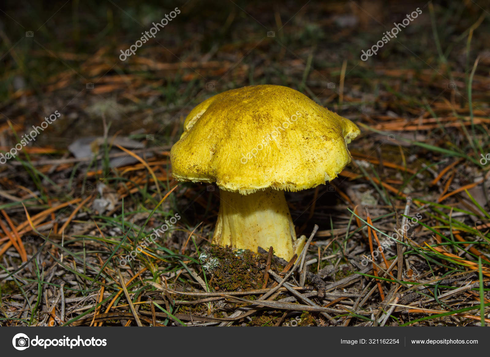 Man on Horseback (Tricholoma equestre)