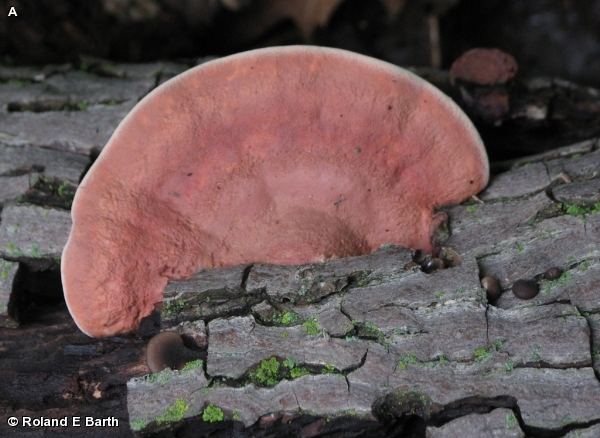 Gül Rengi Polipor (Fomitopsis rosea)