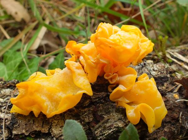 Zlatá rosolovka (Tremella aurantia)