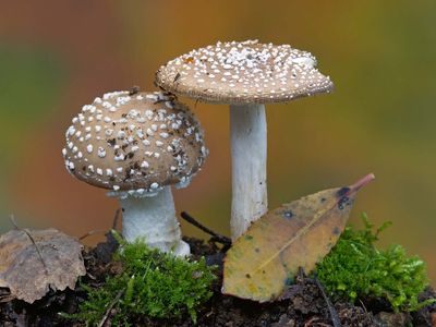 Ingen svamp med detta namn (Fungi imperfecti)