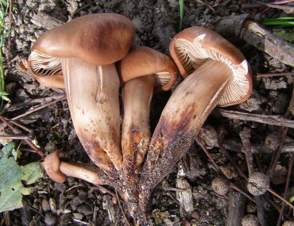 Рудошапкова колібія (Gymnopus peronatus)