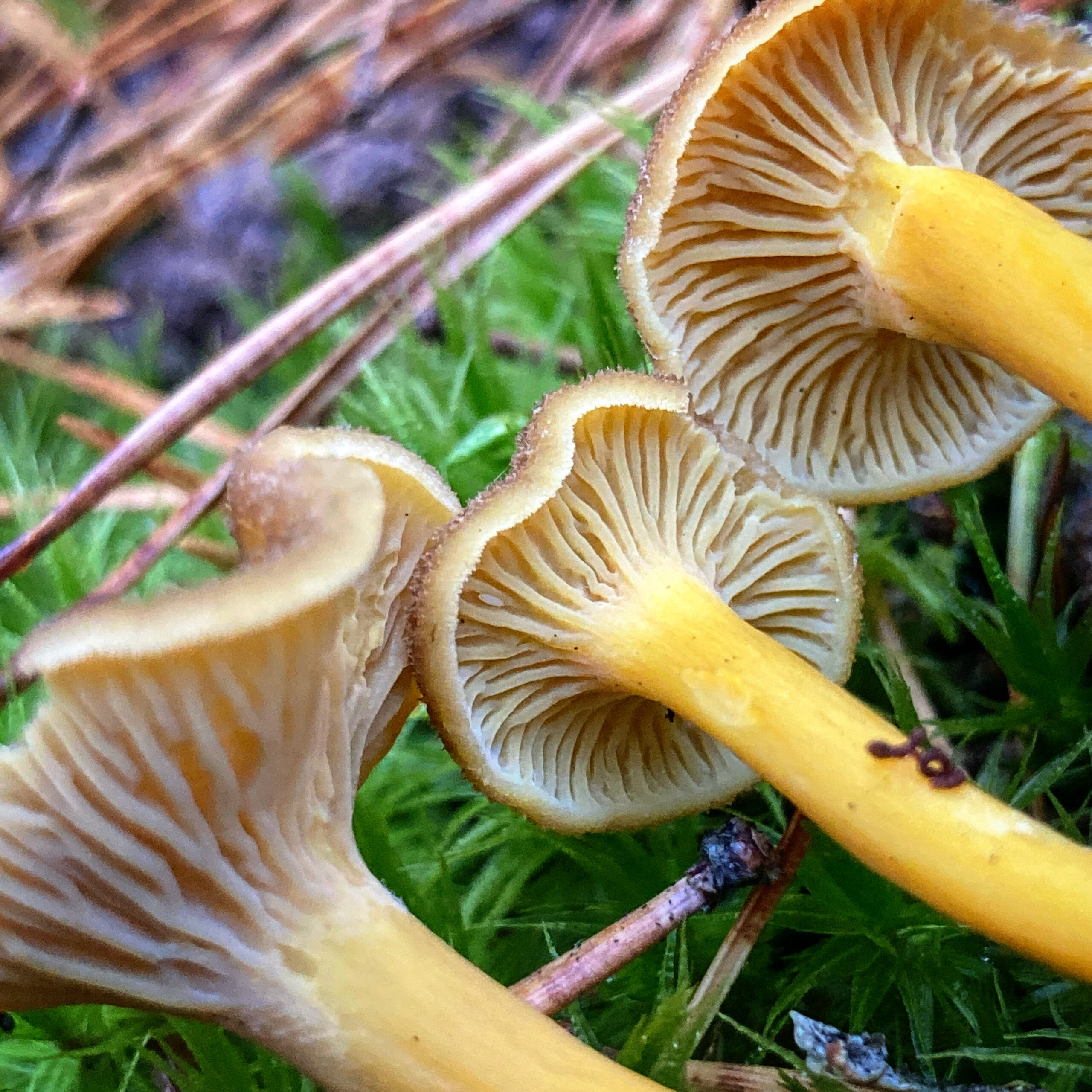 Blekmusseron (Leucopaxillus gentianeus)