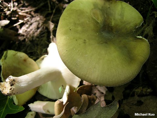 Holubinka trávolistá (Russula aeruginea)