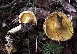 Маслюк сибірський (Suillus sibiricus)