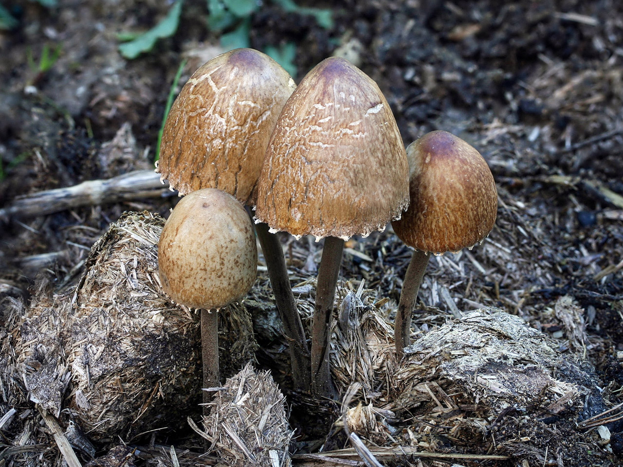 Fjärilshätting (Panaeolus papilionaceus)