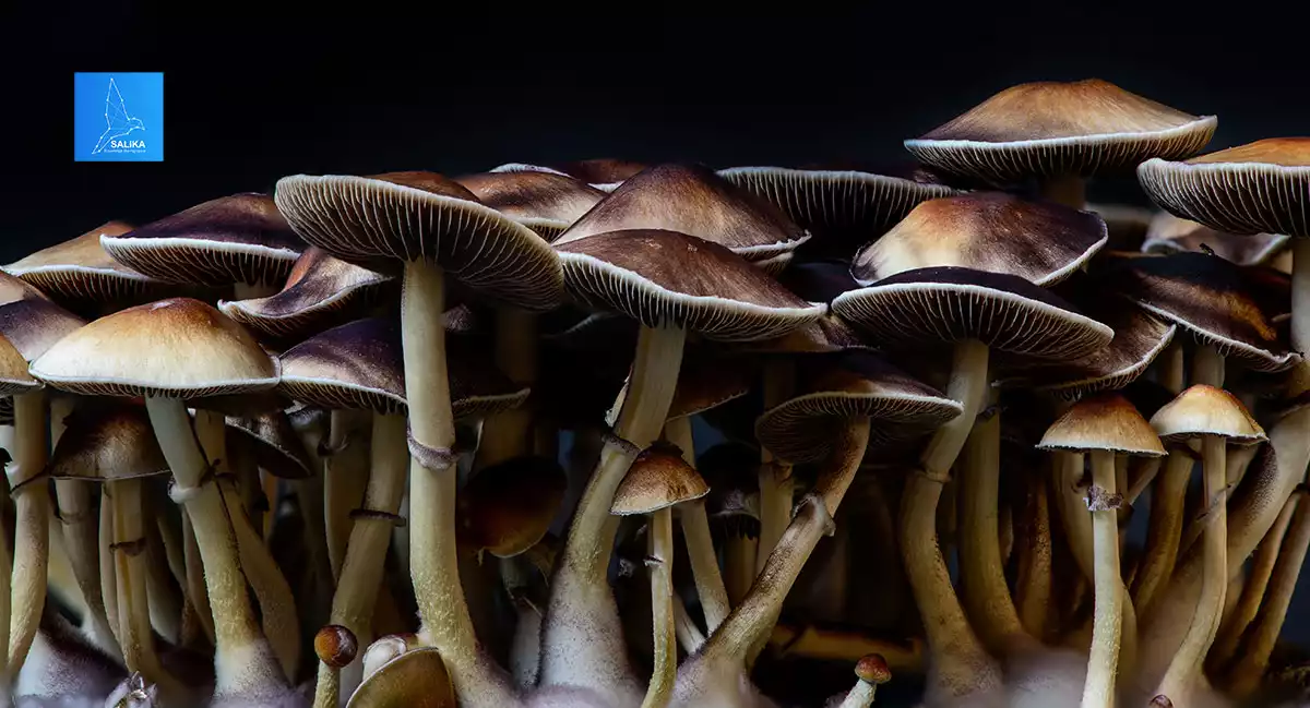 Kubánsky psilocybe (Psilocybe cubensis)