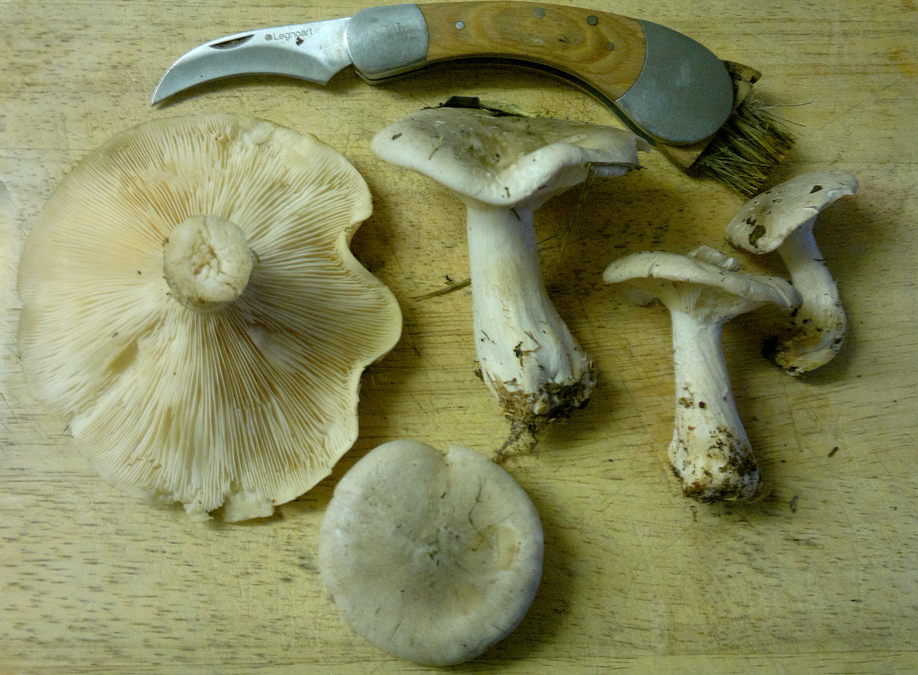 เห็ดคลาวด์ฟันเนล (Clitocybe nebularis)