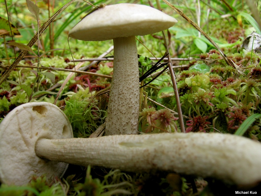Kozák bledožltý (Leccinum holopus)