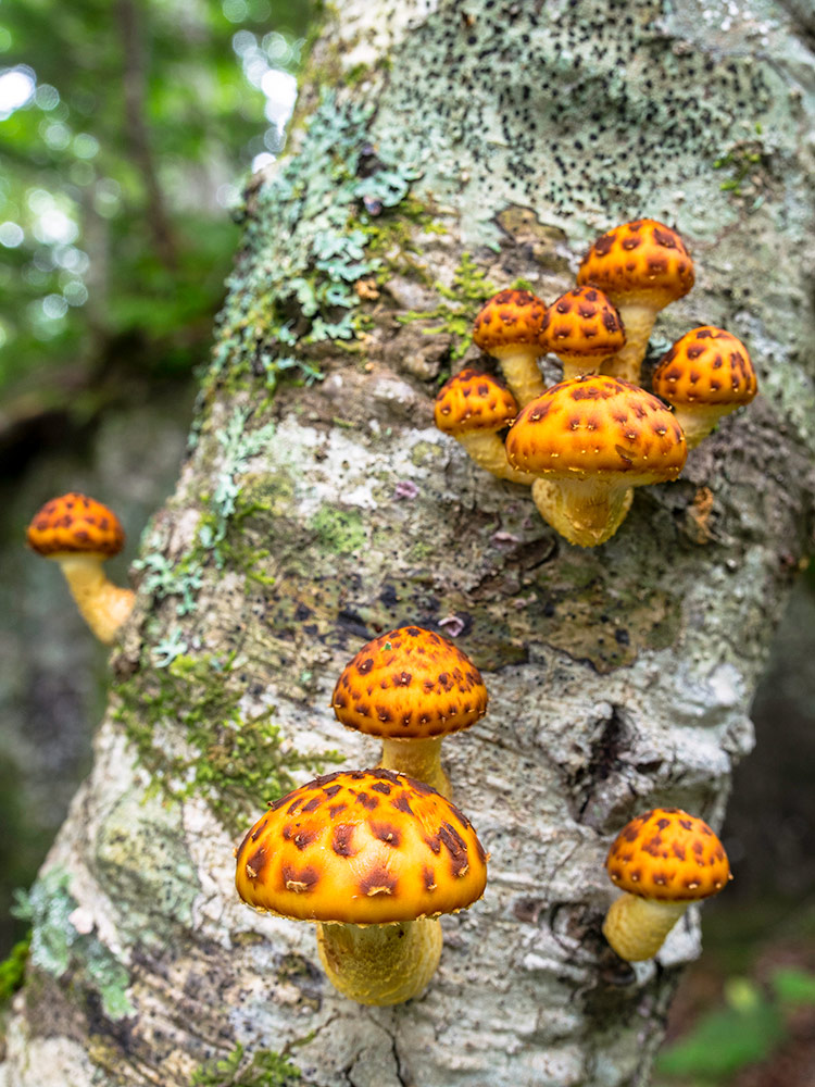 Šupinovka slizká (Pholiota lubrica)