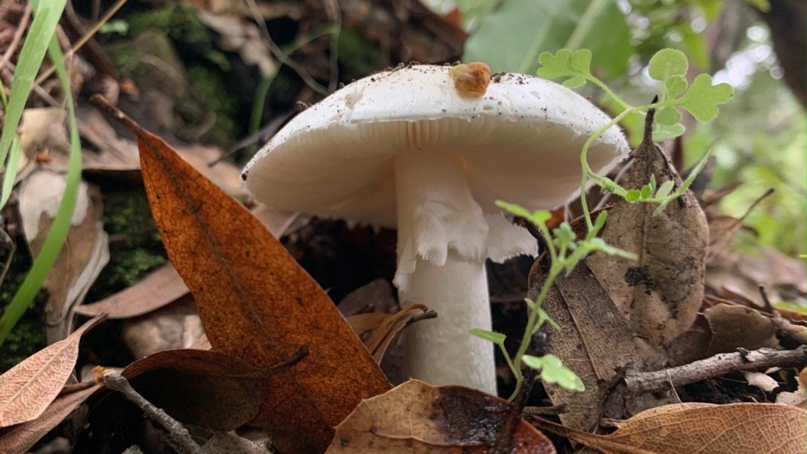 Stor riskkremla (Russula subfoetens)