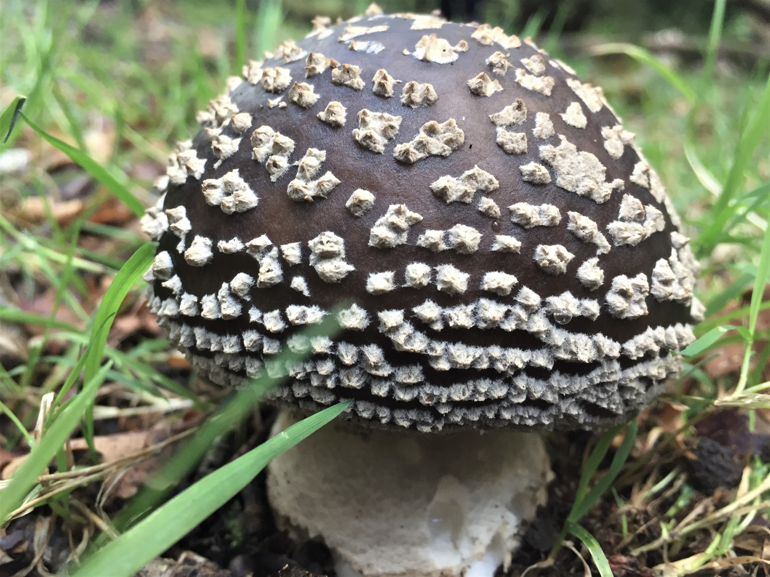 Мухомор високий (Amanita excelsa)