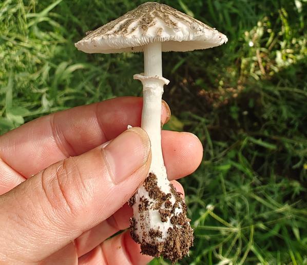 灰褐鳞伞 (Stropharia ambigua)