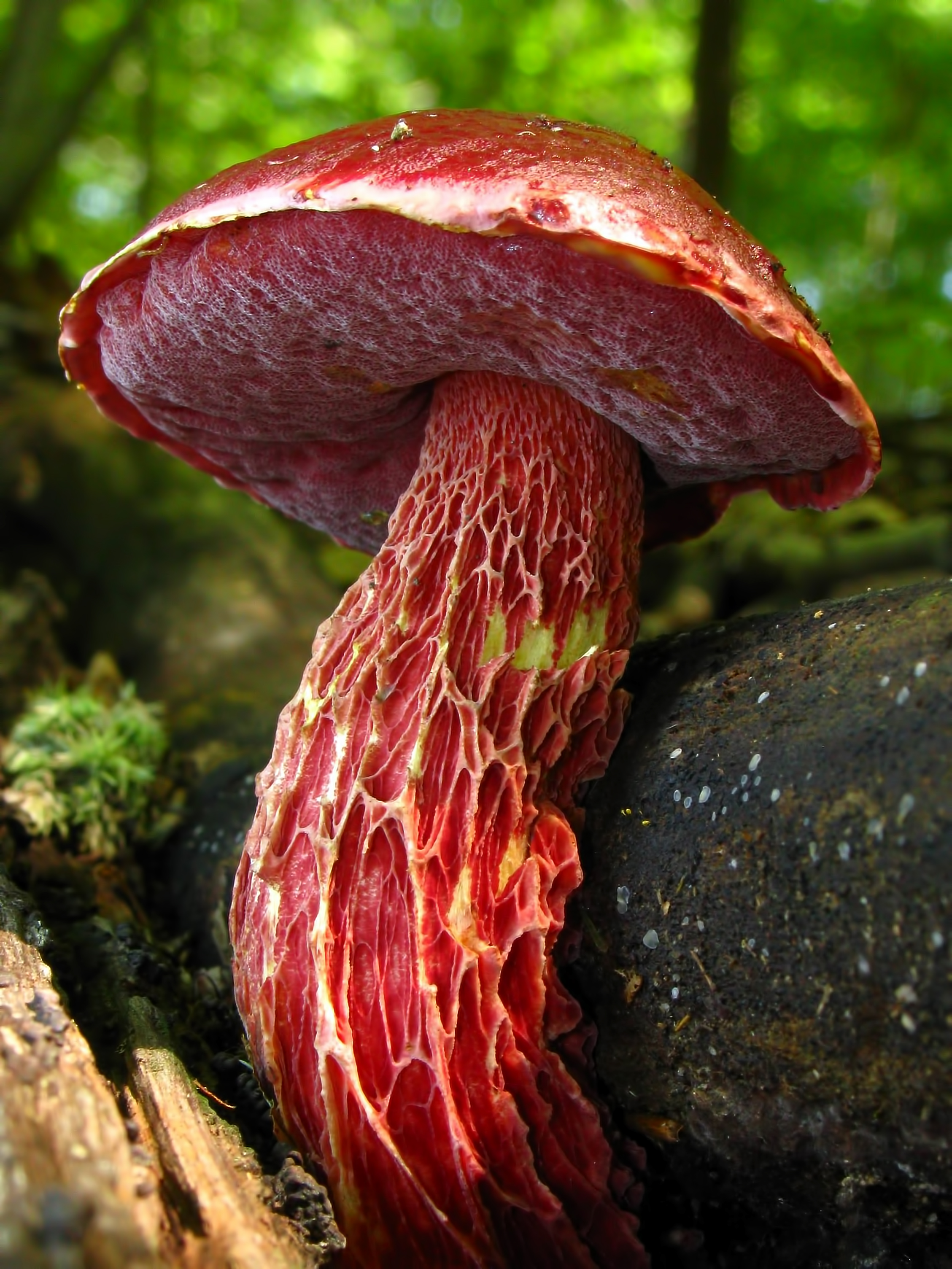 Tereyağı Mantarı (Butyriboletus frostii)