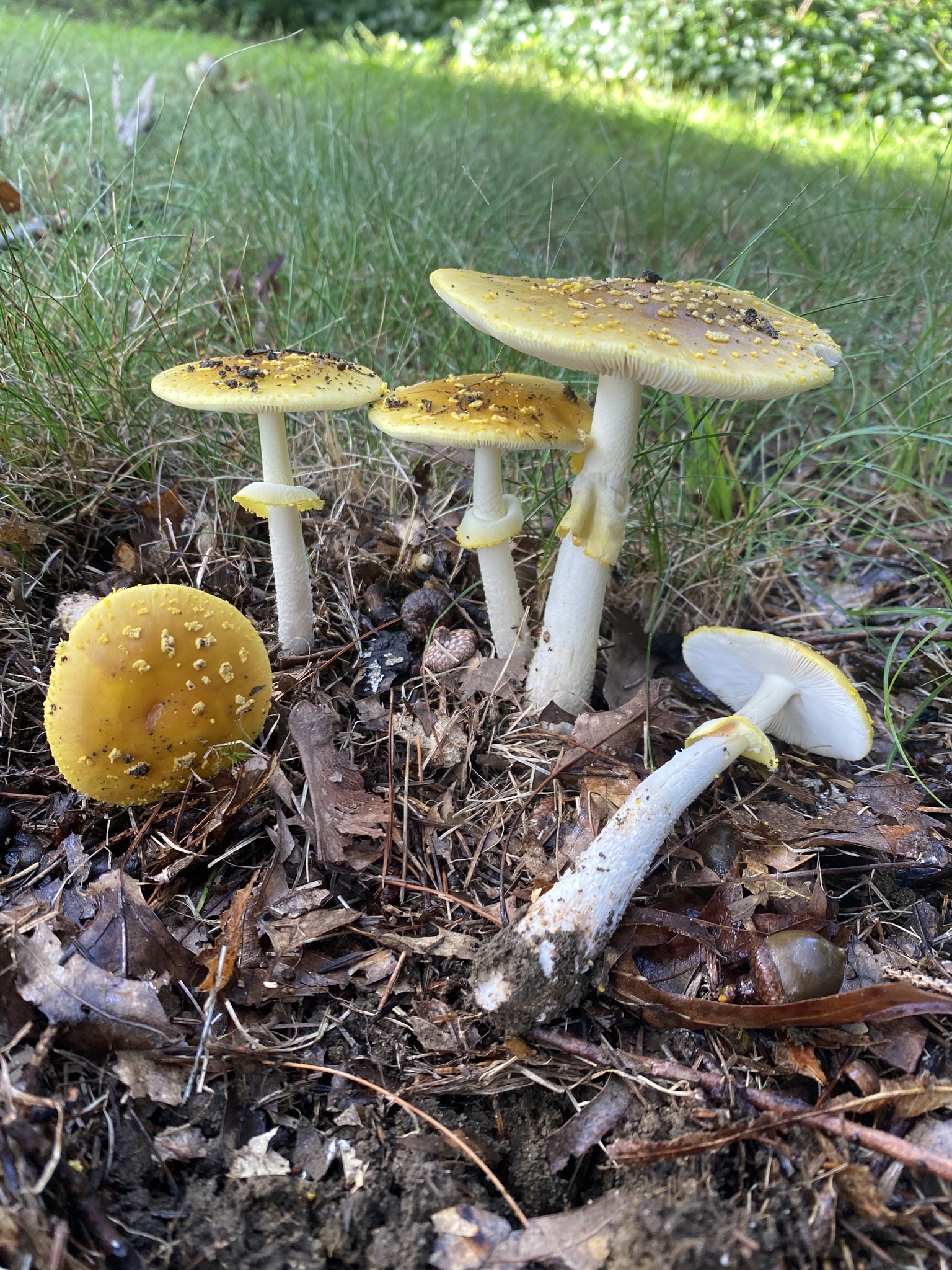 Gul rodnande flugsvamp (Amanita flavorubens)