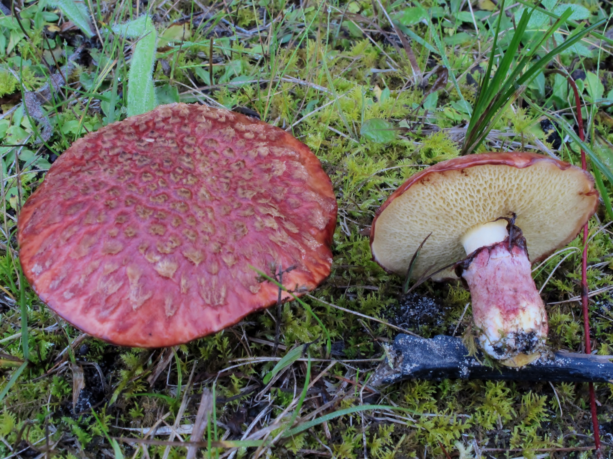 Маслюк чудовий (Painted Suillus) (Suillus spectabilis)