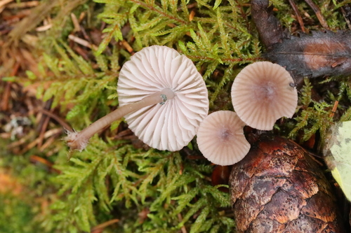 Kırmızı Kenarlı Miçene (Mycena rubromarginata)