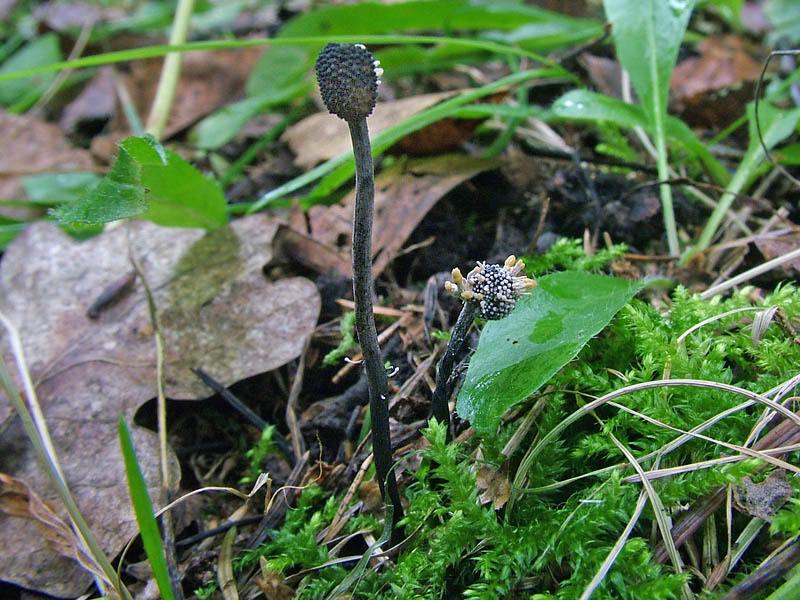 Blek nagelskivling (Tephrocybe rancida)