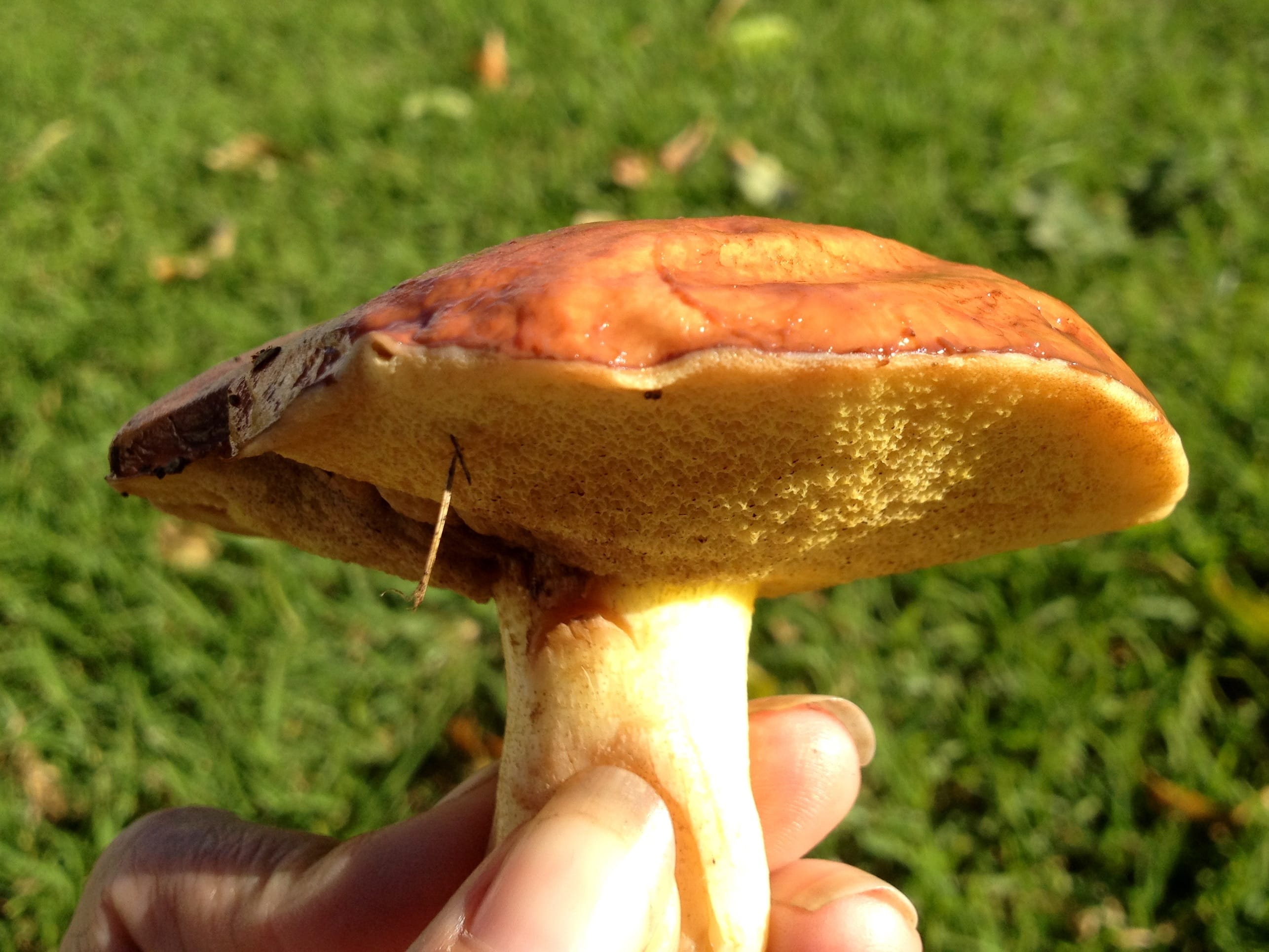 Šupinatý žltý hríb (Suillus americanus)