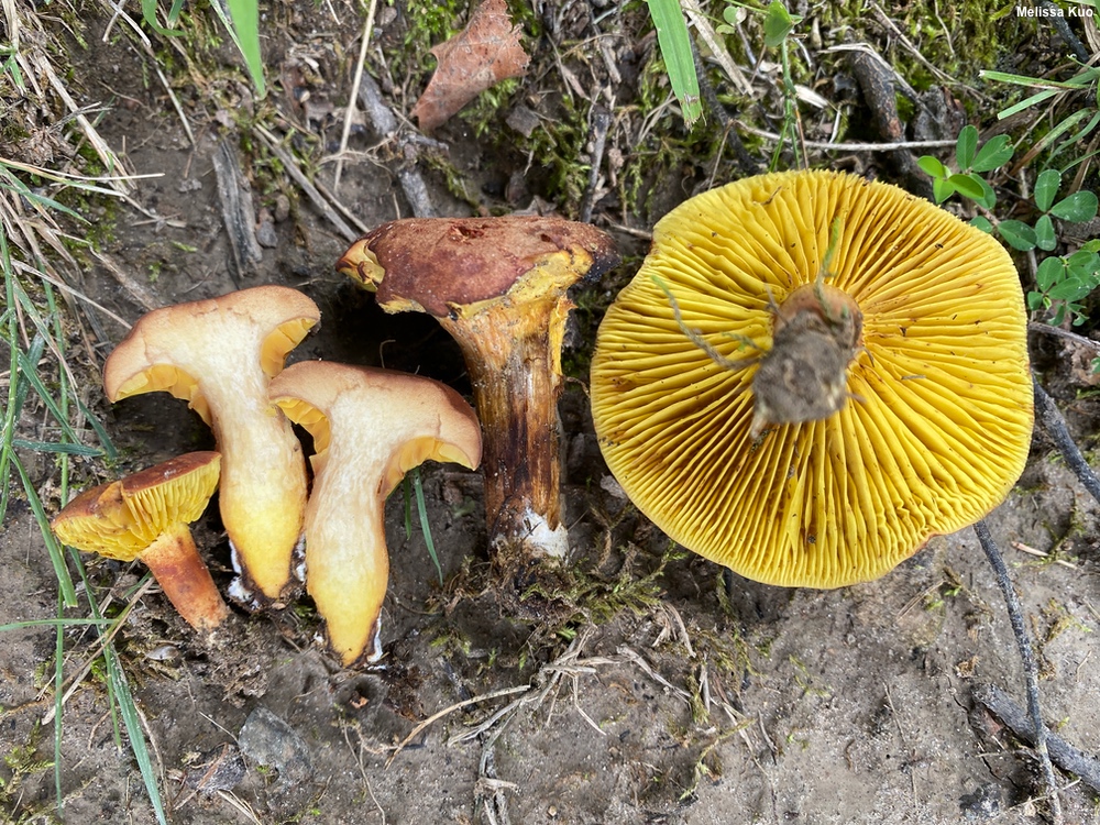 Жовто-червоний листоболет (Phylloporus rhodoxanthus)