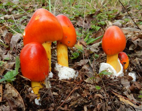 Blagva, Kneginja, Jajčara, Carska gljiva (Amanita caesarea)